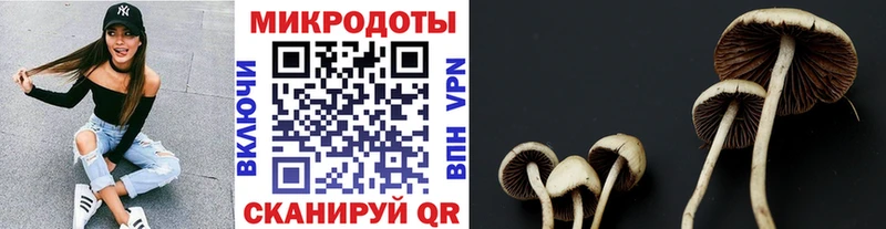 Галлюциногенные грибы Psilocybine cubensis  наркотики  Куса 